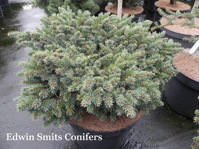 Picea mariana 'OMG'